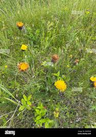 Attēlu rezultāti vaicājumam “Hypochaeris maculata leaf”