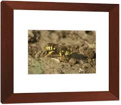 Attēlu rezultāti vaicājumam “Bembix rostrata”