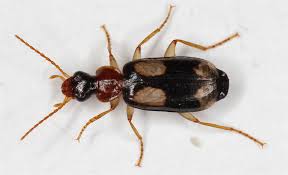 Attēlu rezultāti vaicājumam “Dromius quadrimaculatus”