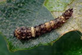 Attēlu rezultāti vaicājumam “Falcaria lacertinaria”