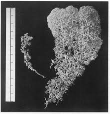 Attēlu rezultāti vaicājumam “Cladonia stellaris”
