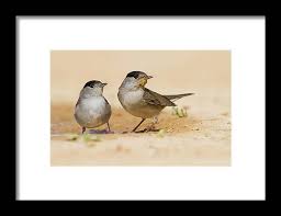 Attēlu rezultāti vaicājumam “Sylvia atricapilla”