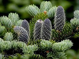 Attēlu rezultāti vaicājumam “Abies balsamea”