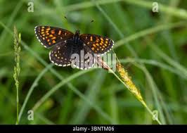 Attēlu rezultāti vaicājumam “Melitaea diamina underside”