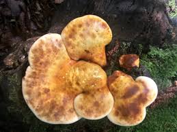 Attēlu rezultāti vaicājumam “Buglossoporus quercinus”