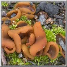 Attēlu rezultāti vaicājumam “Peziza badia”