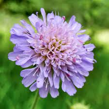 Image result for Knautia arvensis