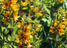 Attēlu rezultāti vaicājumam “Lysimachia punctata flower”