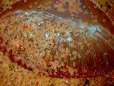 Attēlu rezultāti vaicājumam “Tortula truncata”