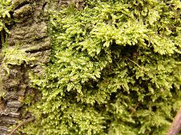 Attēlu rezultāti vaicājumam “Hypnum jutlandicum”