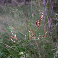 Attēlu rezultāti vaicājumam “Juncus balticus”