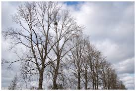 Attēlu rezultāti vaicājumam “Populus x petrowskyana”