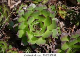 Attēlu rezultāti vaicājumam “Jovibarba globifera bud”