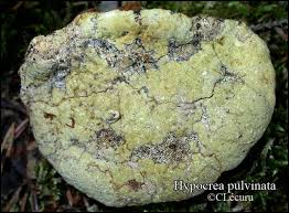 Attēlu rezultāti vaicājumam “Hypocrea pulvinata”