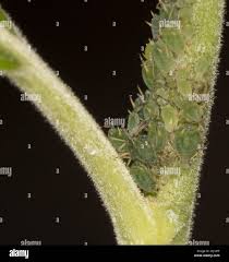 Attēlu rezultāti vaicājumam “Aphis farinosa”