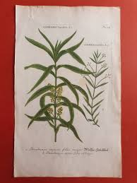 Attēlu rezultāti vaicājumam “Veronica scutellata fruit”