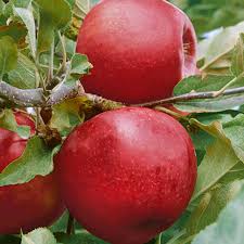 Attēlu rezultāti vaicājumam “Malus”