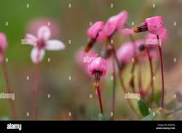 Attēlu rezultāti vaicājumam “Oxycoccus flower”