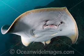 Image result for Hypanus longus