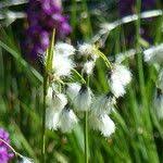 Attēlu rezultāti vaicājumam “Eriophorum latifolium fruit”