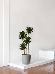 Attēlu rezultāti vaicājumam “Dianema depressum macro”