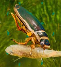 Attēlu rezultāti vaicājumam “Dytiscidae”