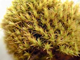 Attēlu rezultāti vaicājumam “Hymenostylium recurvirostrum macro”