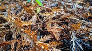 Attēlu rezultāti vaicājumam “Macrotyphula juncea”