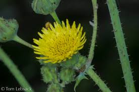 Attēlu rezultāti vaicājumam “Sonchus asper flower”