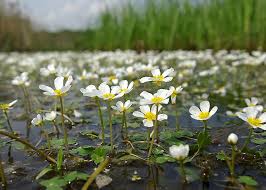 Attēlu rezultāti vaicājumam “Batrachium”