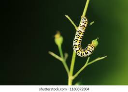 Attēlu rezultāti vaicājumam “Shargacucullia scrophulariae larva”