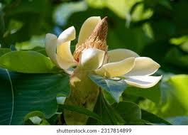 Attēlu rezultāti vaicājumam “Magnolia acuminata flower”