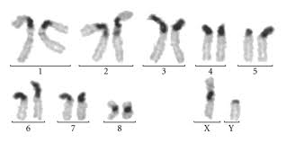 Attēlu rezultāti vaicājumam “Oryctes nasicornis male”