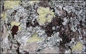 Attēlu rezultāti vaicājumam “Pertusaria flavida”