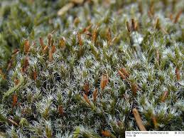 Attēlu rezultāti vaicājumam “Racomitrium heterostichum”