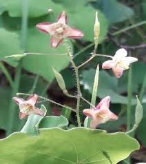Attēlu rezultāti vaicājumam “Epimedium alpinum  flower”