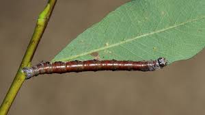 Attēlu rezultāti vaicājumam “Macaria notata”