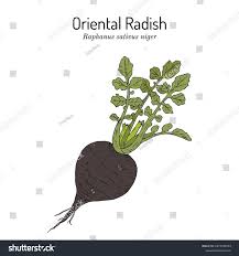 Attēlu rezultāti vaicājumam “Raphanus sativus”