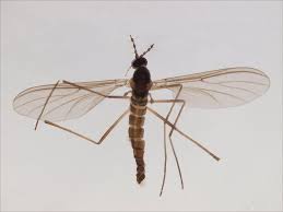 Attēlu rezultāti vaicājumam “Cecidomyiidae”