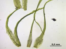 Attēlu rezultāti vaicājumam “Dicranella cerviculata”