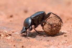 Attēlu rezultāti vaicājumam “Scarabaeidae”