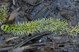 Attēlu rezultāti vaicājumam “Utricularia intermedia”