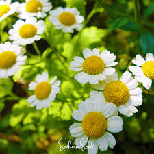 Image result for Tanacetum parthenium