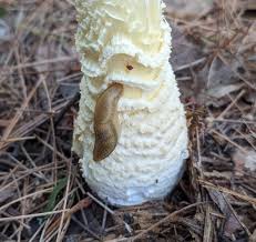 Attēlu rezultāti vaicājumam “Physarum auriscalpium spores”