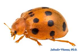 Attēlu rezultāti vaicājumam “Coccinellidae”