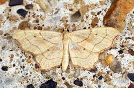 Attēlu rezultāti vaicājumam “Idaea emarginata”