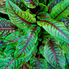 Image result for Rumex sanguineum