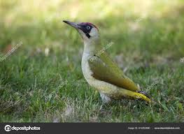 Attēlu rezultāti vaicājumam “Picus viridis”