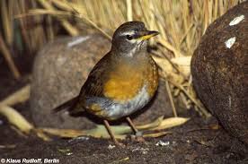 Image result for Turdus obscurus