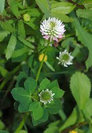 Attēlu rezultāti vaicājumam “Trifolium fragiferum”